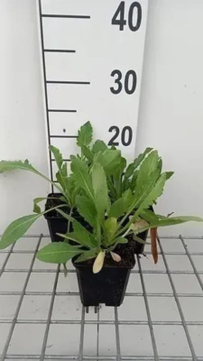 6x Kokardebloem - Gaillardia 'Maxima Aurea' | 9x9 cm pot