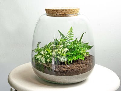 Emma Mini - Fittonia + Varen - Planten Terrarium met kurk - DIY kit - Ecosysteem plant - Ø 19 cm ↑ 20 cm