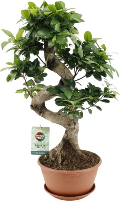 Plantenboetiek.nl | Ficus Ginseng - Ø22cm - 50-60cm hoog - Kamerplant - Groenblijvend