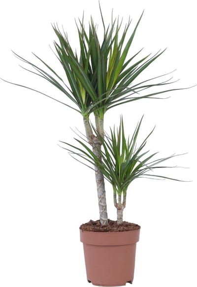 Plant in a Box -Dracaena Marginata - Dracaena drakenbloedboom - Pot 17cm - Hoogte 70-80cm