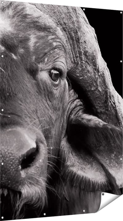 Gards Tuinposter Buffel - Buffelkop - Zwart Wit - 120x180 cm - Tuindoek - Tuindecoratie - Wanddecoratie buiten - Tuinschilderij