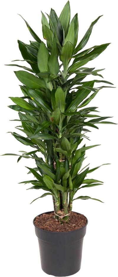 Onderhoudsvriendelijke Dracaena Janet Lind - 140 cm: Breng Groen en Stijl in Elk Interieur