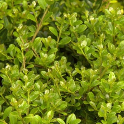 Ilex Crenata 'Fastigiata' - Japanse hulst 40-50 cm pot