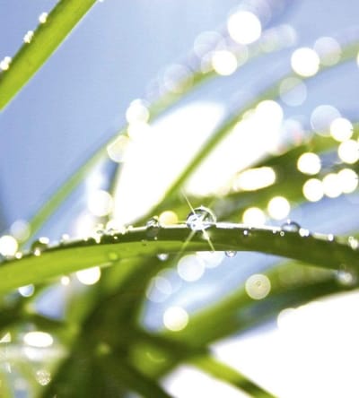 Fotobehang - Grass 225x250cm - Vliesbehang
