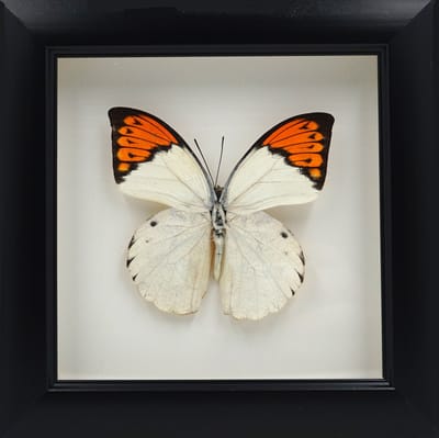 Apeirom Opgezette Vlinder Hebomoia Glaucippe in 3D Lijst - 16 x 16 cm - Zwart - Wanddecoratie