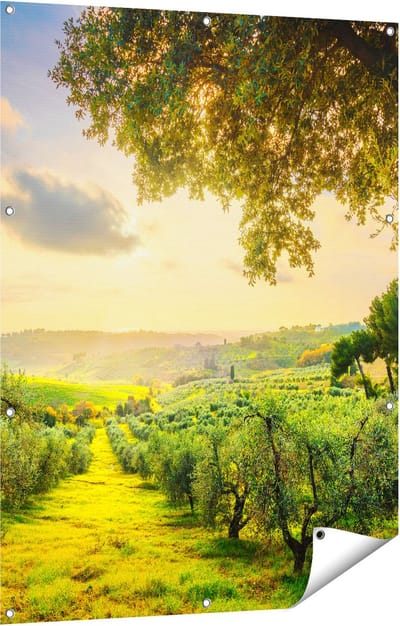 Gards Tuinposter Olijvenbomen - Olijvengaard - 90x120 cm - Tuindoek - Tuindecoratie - Wanddecoratie buiten - Tuinschilderij