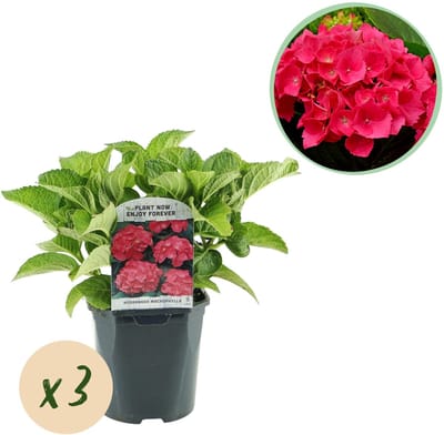 Plantenboetiek.nl | Hortensia - Hydrangea macrophylla Rood - Bloem Rood - 3 Planten - 1 m2 - Bladverliezend - Weinig Onderhoud - Ø18cm - 30cm hoog - Tuinplant