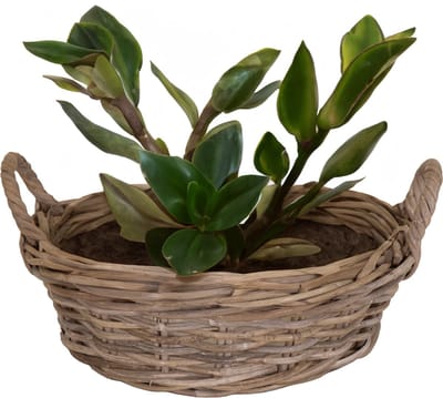 Mega Collections Planten/bloemen mand Levi - rotan - laag model schaal - D30 x H13 cm - plantenpot voor buiten