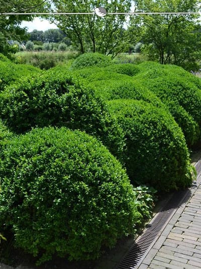 Buxus sempervirens 80-100 cm, 3x Haagplant