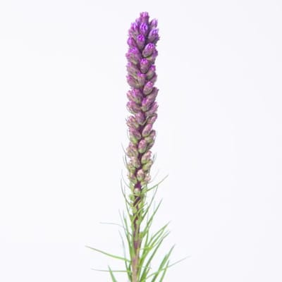 50x Liatris callilepis 70cm