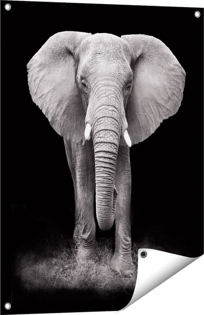 Gards Tuinposter Olifant - Zwart Wit - 60x80 cm - Tuindoek - Tuindecoratie - Wanddecoratie buiten - Tuinschilderij