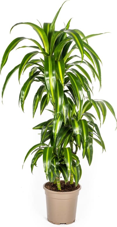 Plantenboetiek.nl | Dracaena Deremensis Hawaiian Sunshine - Ø21cm - 90-100cm hoog - Kamerplant - Groenblijvend
