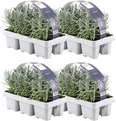 Echte Lavendel - Lavendel angustifolia - Tuinieren - Geurende bloemen - 24 stuks - Paars