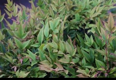2 x Nandina dom. 'Gulfstream' - Hemelse Bamboe 40- 50 cm in pot