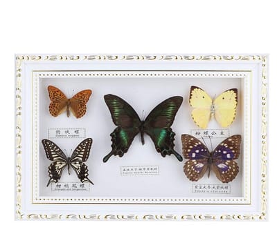 Dailygoods- Vlinder Wanddecoratie Handgemaakt - Ornament - Huisdecoratie - Vijf Echte Vlindersoorten - Ideale Cadeau - Levensecht Design