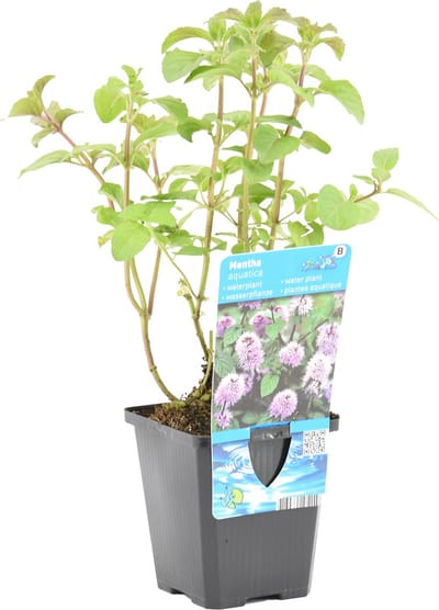 Bloomique - Mentha Aquatica - Watermunt - Vijverplanten - Waterplanten - Winterhard - Hoogte 10-20 cm - Pot 9 cm