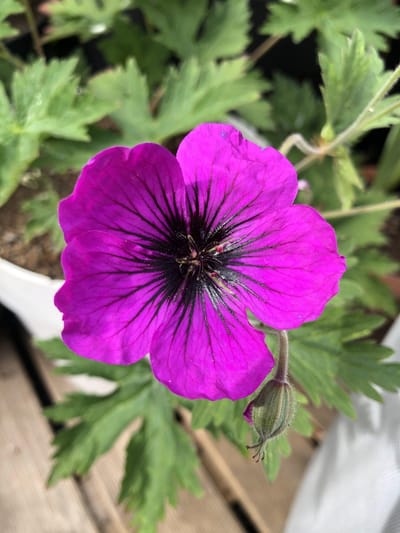 6 x Geranium 'Dragon Heart' - Ooievaarsbek - P9 Pot (9 x 9cm) - Dima Vaste Planten