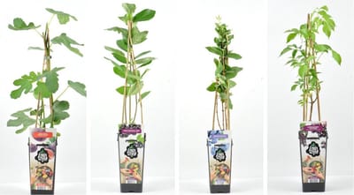 Exotische fruitplanten mix - set van 4 fruitplanten: Appelbes, Vijg, Honingbes, Vlierbes  - hoogte 30 / 40 cm