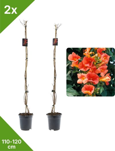 GARDENZO - 2x Rode Trompetbloem Campsis Madame Galen XXL - in 2 ltr pot- 115-120 cm