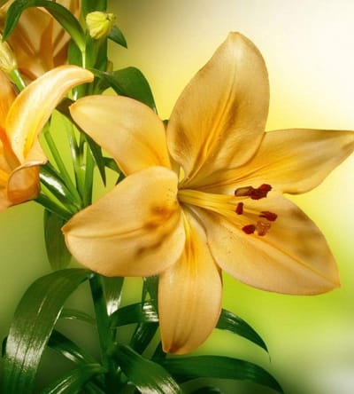 Fotobehang - Lily 225x250cm - Vliesbehang