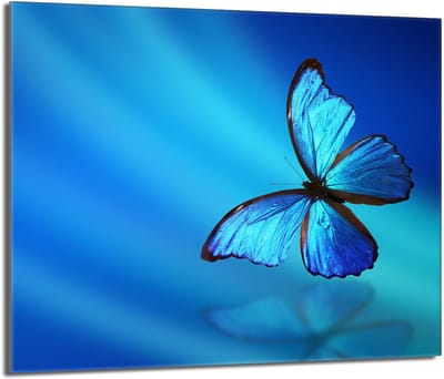 TMK ArtDeko - Beschermende Glasplaat - 60x52 - Motief Motyl