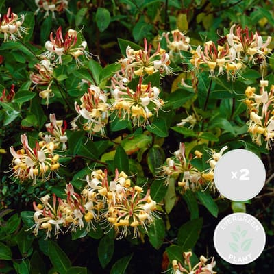 Bloomique - Set van 2 - Lonicera Henryi - Kamperfoelie - Oranje, Rood - Klimplanten - Tuinplanten - Winterhard - Groenblijvend - Hoogte 50-70 cm - Pot 15 cm