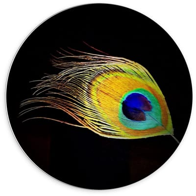 KuijsFotoprint - Schilderij - Veer Pauw Zwarte Achtergrond - Zwart, Groen En Blauw - 70 X 70 Cm