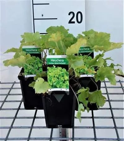6x Purperklokje - Heuchera hybr. 'Lime Marmalade' | 9x9 cm pot