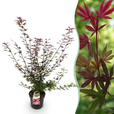 Green boutiQ - Tuinplant - Acer palmatum Shaina - Japanse Esdoorn - Bladverliezend - Rood - 1 - Pot 26cm - Hoogte 90cm