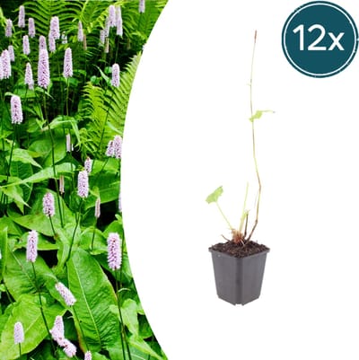 Tuinplantenshop.com | Persicaria a. 'Alba' | 12 stuks - Ø9cm - 10-25cm hoog - Tuinplant