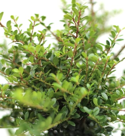 Japanse hulst struik - Winterhard groen - Hageplanten vormen - Compacte groeiwijze - 15-20 cm - Donkergroen