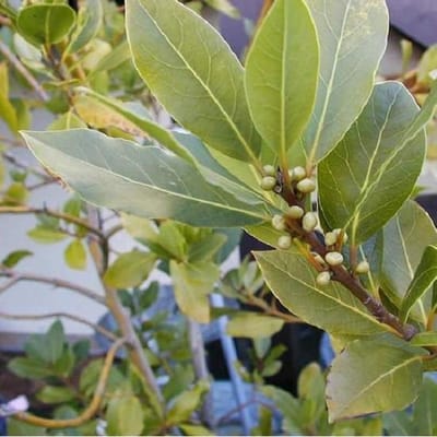 6 Stuks Laurus Nobilis - Laurier - pot 9x9cm: Aromatische, groenblijvende struiken