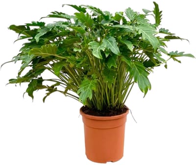 Philodendron Xanadu – Tropische Kamerplant 80 cm – Ø27 cm