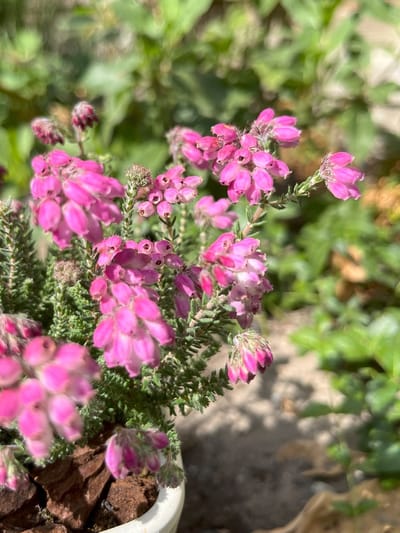 Heidetuintje - Zomerheide mix - 6 Stuks - Calluna vulgaris - 1.5L - Plant - Tuinplant - Heide