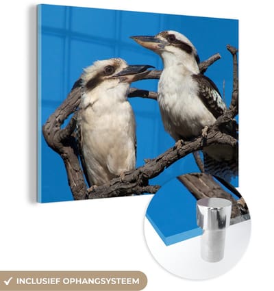 ® Glasschilderij 160x120 cm - Schilderij acrylglas - Paar kookaburra's op boomtak tegen blauwe hemel - Foto op glas - Muurdecoratie woonkamer - Wanddecoratie slaapkamer - Schilderijen