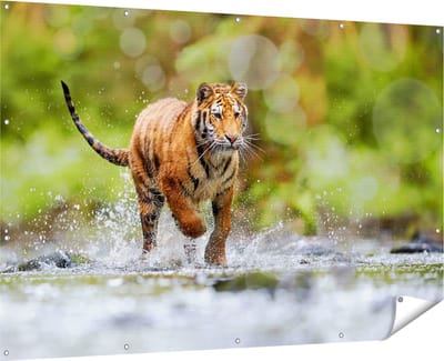 Gards Tuinposter Tijger Loopt in het Water - 180x120 cm - Tuindoek - Tuindecoratie - Wanddecoratie buiten - Tuinschilderij