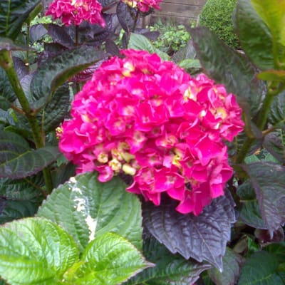Hydrangea Macrophylla 'Merveille Sanguinea' - Boerenhortensia - 25-30 cm pot: Hortensia met rode tot paarse bloemen.
