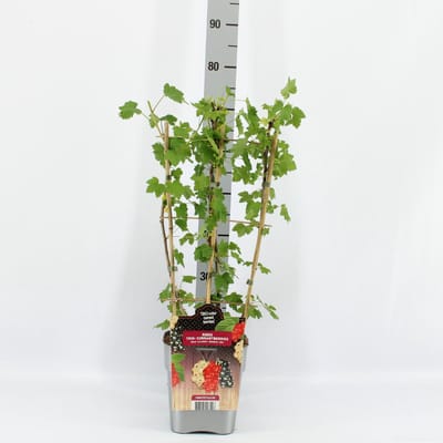 Fruitplanten mix TRIO Fruit - TRIO mix van 1 Witte bes, 1 Rode bes en 1 Zwarte bes in een pot - hoogte 60 / 70 cm
