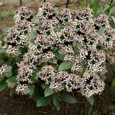 Skimmia (Skimmia Japonica) - japonica Godrie's Dwarf - Vaste planten - Bijen-Vlinders - Geurend - Groenblijvend - Winterbloeiers - Voorjaarsbollen