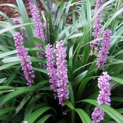 12 x Leliegras Royal Purple - Siergras Laag - Liriope muscari 'Royal Purple' in 9x9cm pot met hoogte 5-10cm