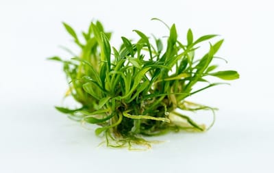 Moerings Cryptocoryne Parva | In 100CC vitro cup Waterplant