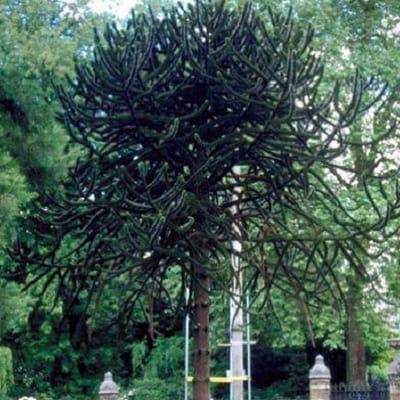 ARAUCARIA ARAUCANA - Slangeden of Apeboom 20-25 cm in pot