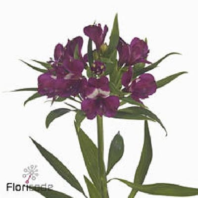 10x Alstroemeria kimora 70cm