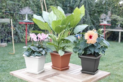 1+1 Vierkante hoog - hoge bloempot - 21x20cm met wateropvang - terra cotta