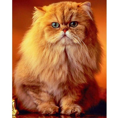 Schattige kat 5D Diy diamant borduurwerk volledige ronde diamant schilderij 20X30CM brown