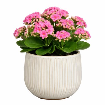 Mica Decorations Plantenpot - keramiek - wit glans / ribbels - D14 x H12 cm - bloempot Pablo