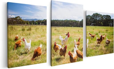 Artaza Canvas Schilderij Drieluik Kippen in het Gras - 120x60 - Foto Op Canvas - Canvas Print