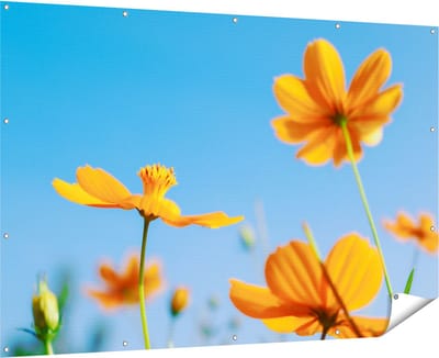 Gards Tuinposter Oranje Cosmea Bloemen - 180x120 cm - Tuindoek - Tuindecoratie - Wanddecoratie buiten - Tuinschilderij