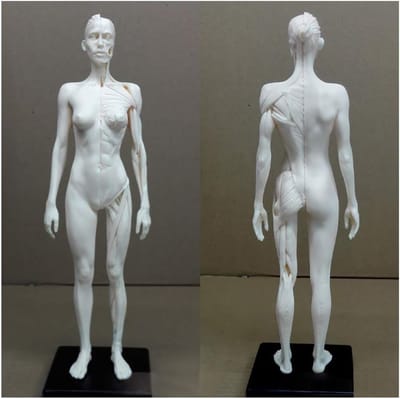 Anatomie Figuur - Menselijk Model - Kunst Studie - Half Spier Half Huid - 30 cm - Niet geverfd