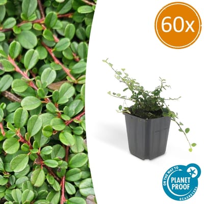 Tuinplantenshop.com | Cotoneaster pr. 'Streib's Findling' | 60 stuks - Ø9cm - 10-25cm hoog - Tuinplant